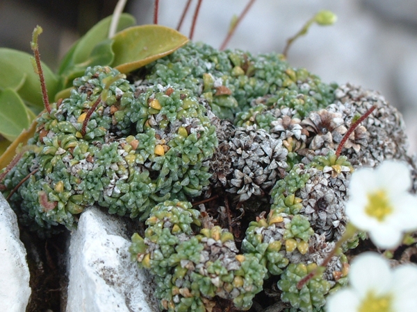 Saxifraga caesia / Sassifraga verde mare